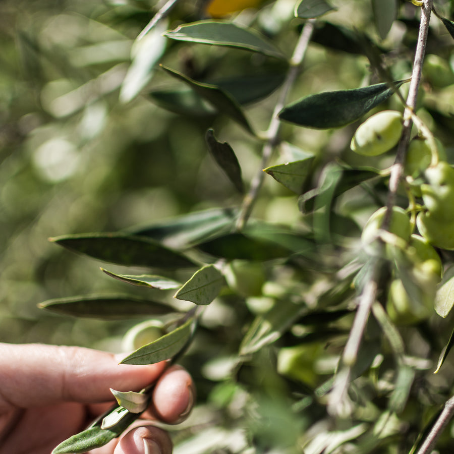 Olivenernte auf Kreta